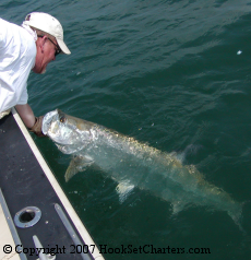 Bringing in a tarpon