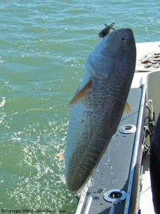 Bringing in a fish